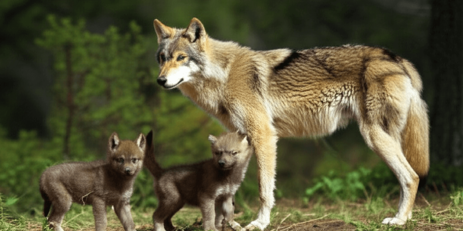 Conservation Efforts & Endangered Species in the USA - Science & Nature Quiz Cover