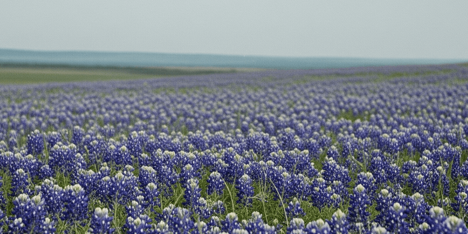 Wildflowers of the United States_ Regional Blooms - Science & Nature Quiz Cover